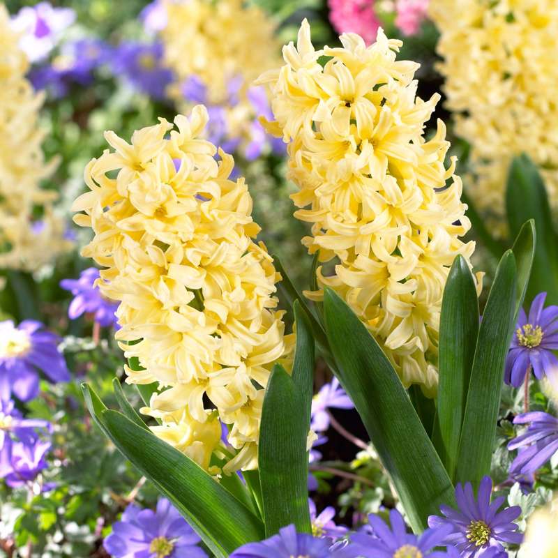 Hyacint 'City of Haarlem'